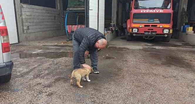 İtfaiye ekipleri yavru köpeği sahiplendi