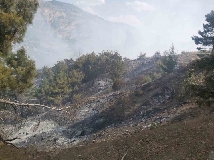 Ormanlık alanda çıkan örtü yangını söndürüldü