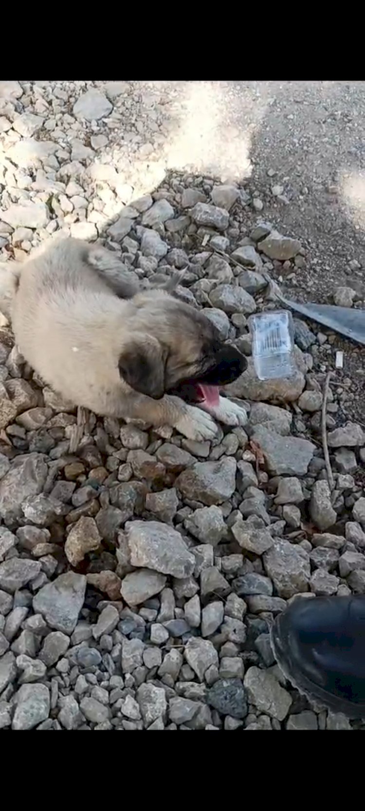 Polis, suçluyu yakalamak için değil, hayat kurtarmak için koştu