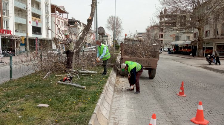 Gölbaşı ilçesinde ağaçlar budanıyor