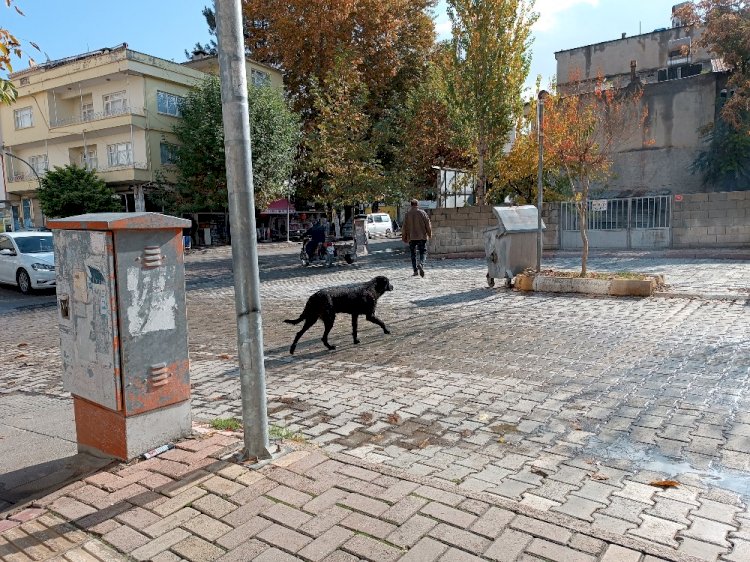 Sokak Köpekleri, Çocuklar ve Göz Yaşları